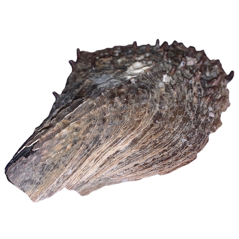 Stiff Pen shell A